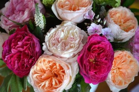 national flower of england tudor rose